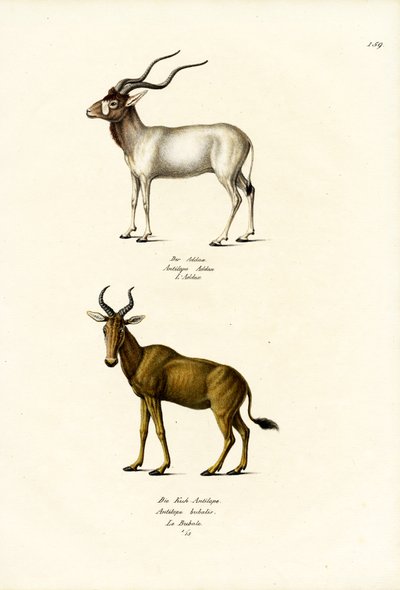 Addax, 1824 - Karl Joseph Brodtmann